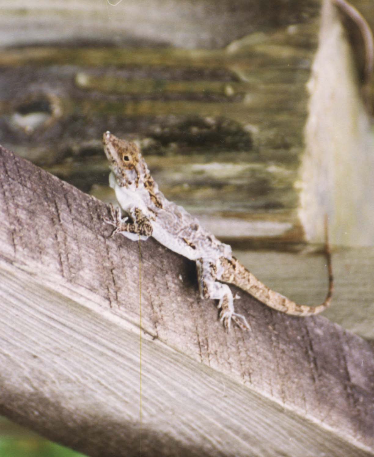 Puerto Rico Lizards